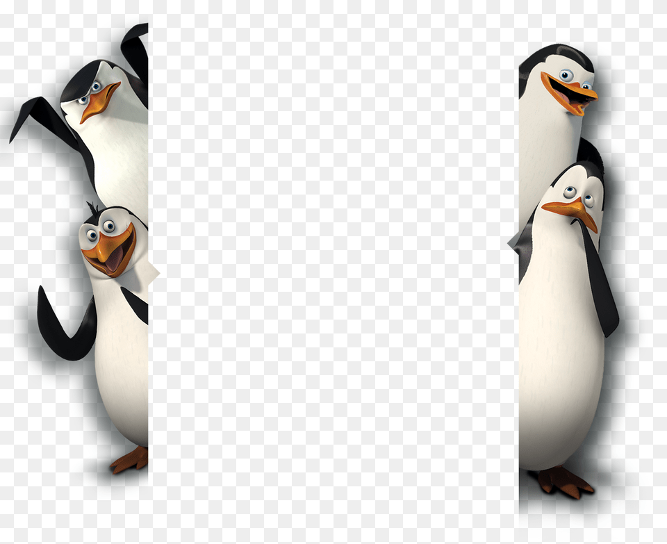Madagascar Penguins, Animal, Beak, Bird, Penguin Png