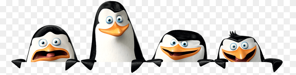 Madagascar Penguins, Animal, Bird, Penguin, Face Free Png Download