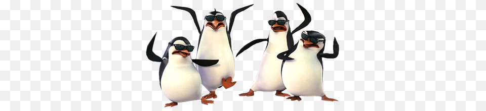 Madagascar Penguins, Animal, Bird, Penguin, Adult Png Image