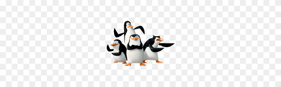 Madagascar Penguins, Animal, Bird, Penguin Png Image