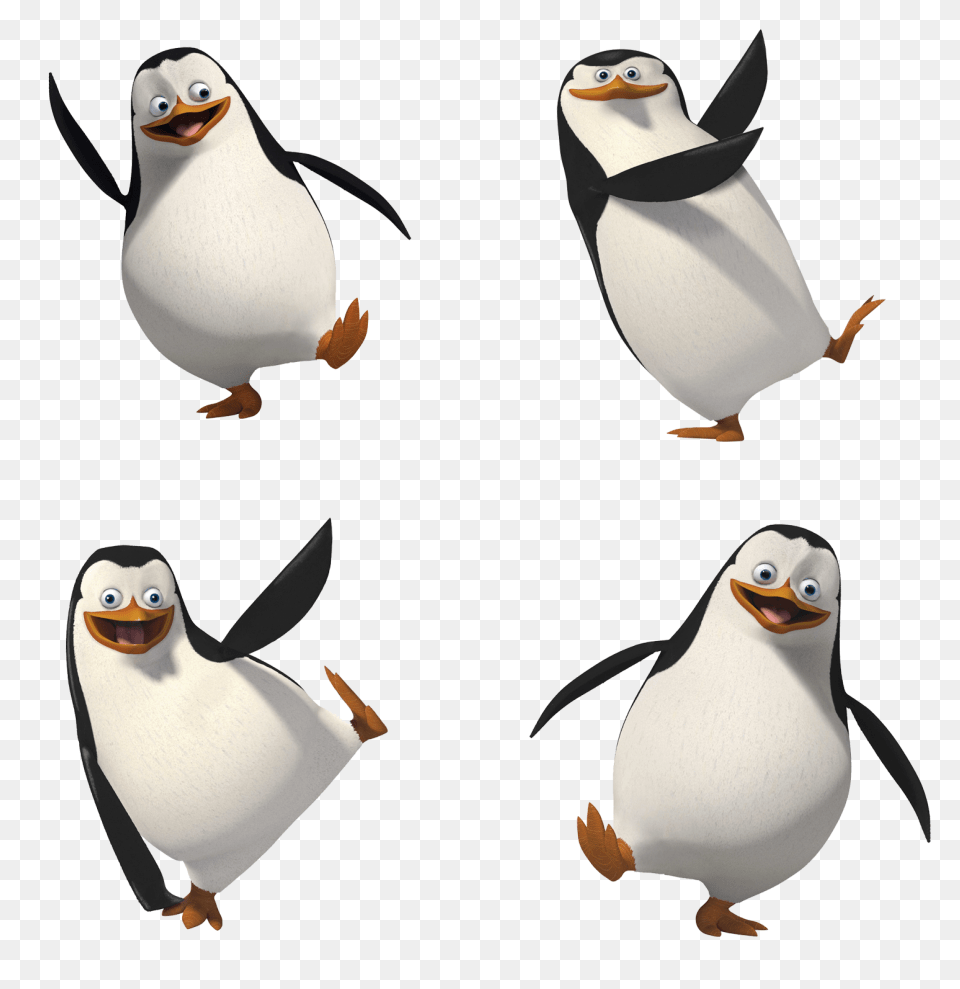 Madagascar Penguins, Animal, Bird, Penguin, Beak Png Image