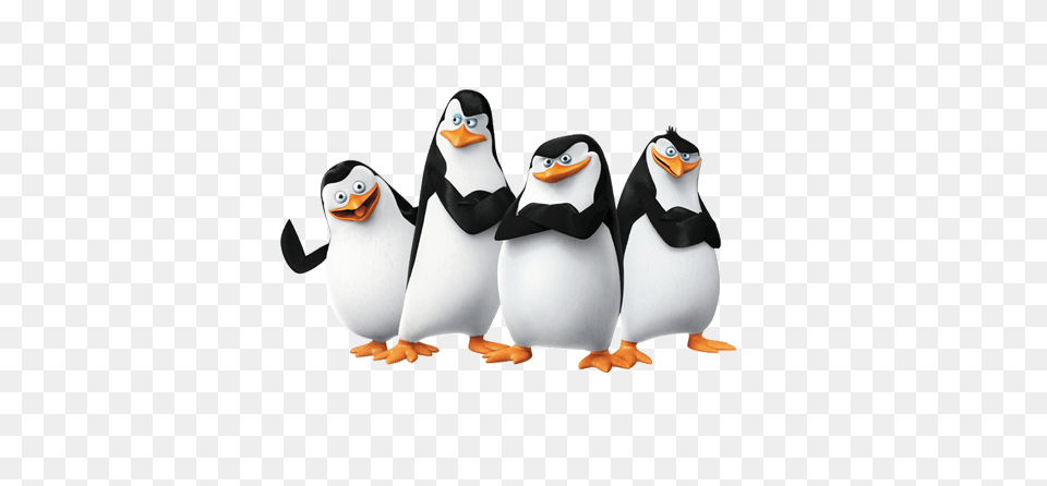 Madagascar Penguins, Animal, Bird, Penguin Free Png Download