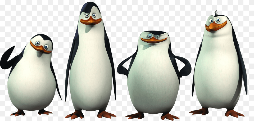 Madagascar Penguins, Animal, Bird, Penguin Png