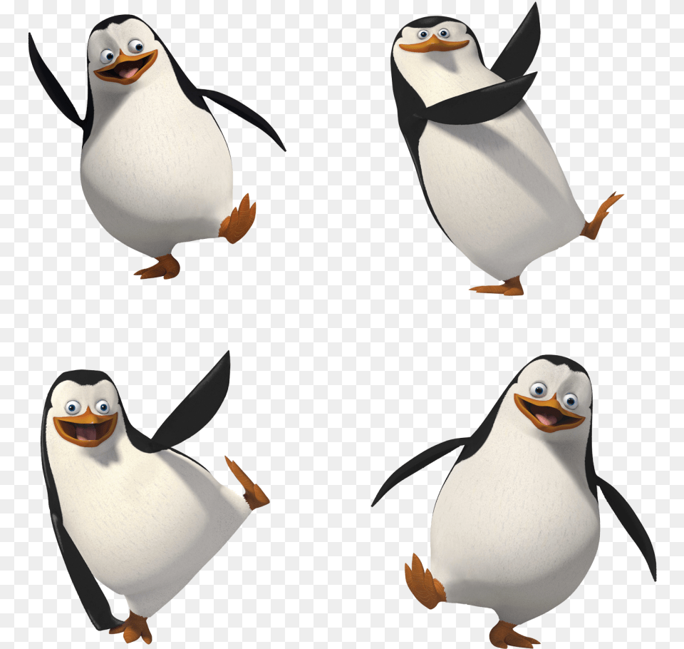 Madagascar Penguins Madagascar Penguin, Animal, Bird, Adult, Female Png