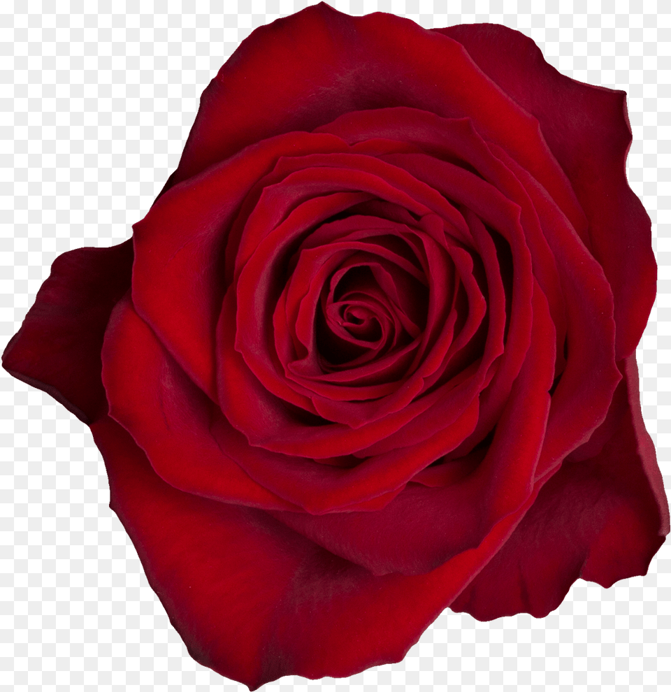 Madam Red A Floribunda, Flower, Plant, Rose Png Image