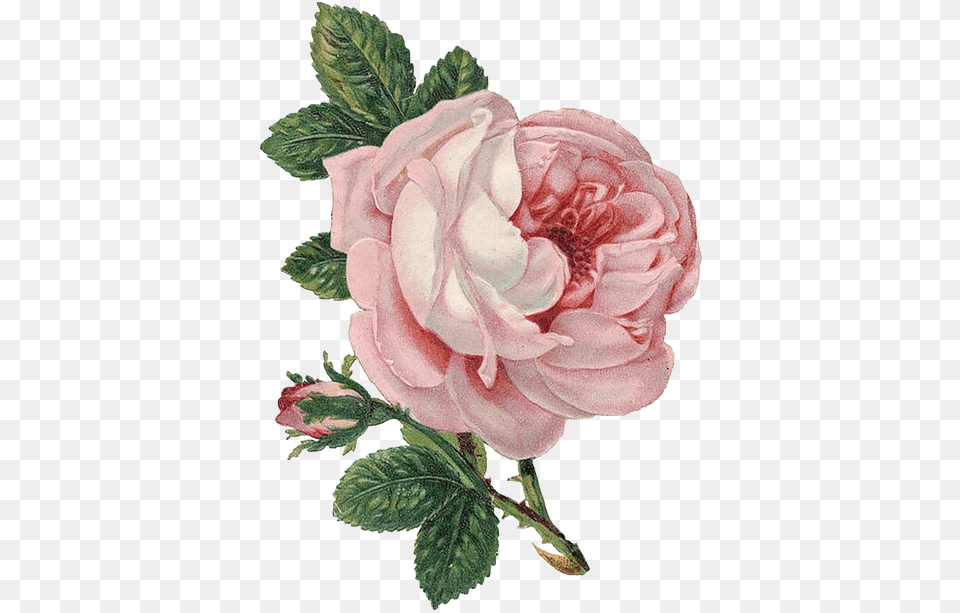 Madame Amour U201ctransparent Flower For Your Tumblr Vintage Pink Rose, Dahlia, Petal, Plant, Carnation Free Transparent Png
