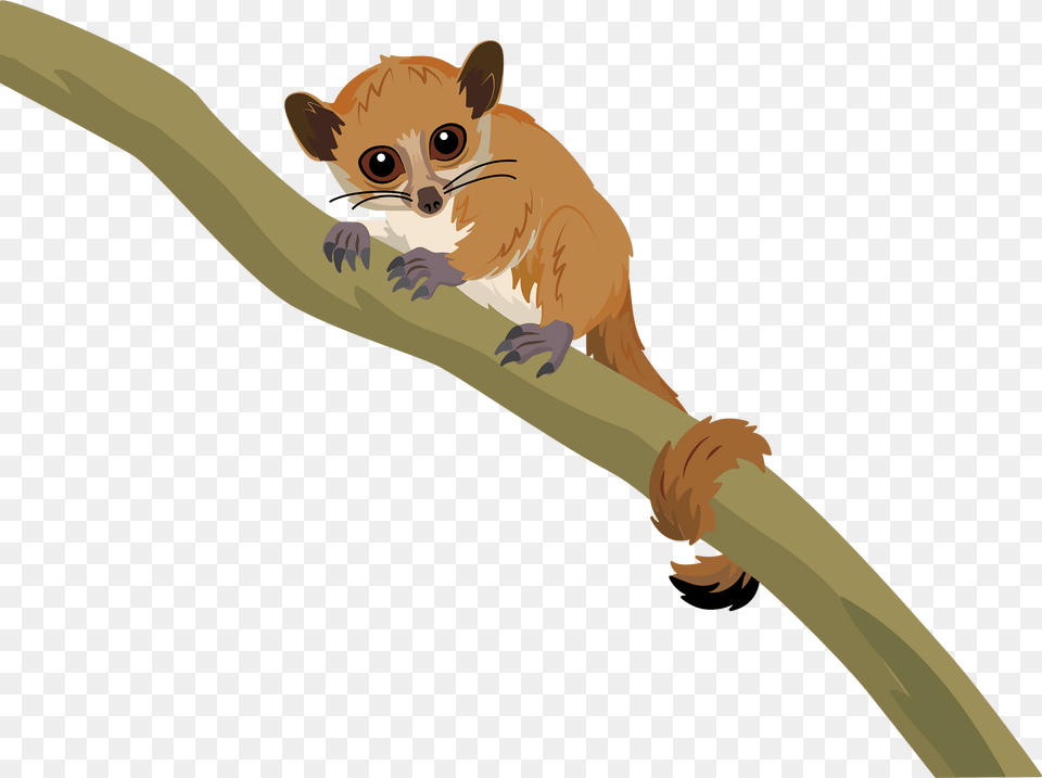 Madame Berthe39s Mouse Lemur Clipart, Animal, Mammal, Wildlife Free Transparent Png