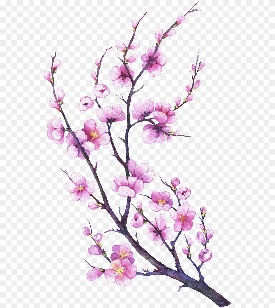 Made From Eggs Oil Water Flour And Salt Watercolor Painting, Flower, Plant, Cherry Blossom Png Image