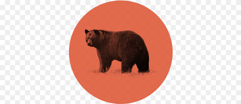 Made In Ca Pacificana, Animal, Bear, Mammal, Wildlife Png