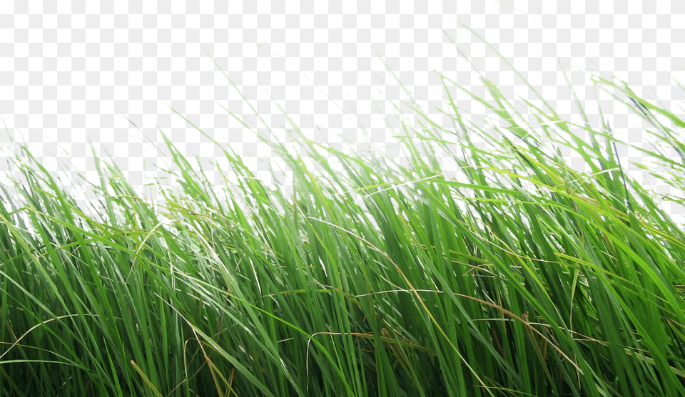 Made With Stainless Steel Nuts And Bolts A Heavy Gauge Grass, Plant, Vegetation, Reed, Nature Free Transparent Png