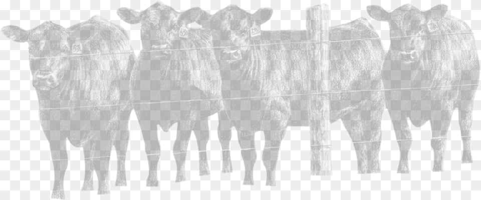 Made With Xara Herd Of Bulls Drawing, Angus, Animal, Bull, Cattle Free Transparent Png