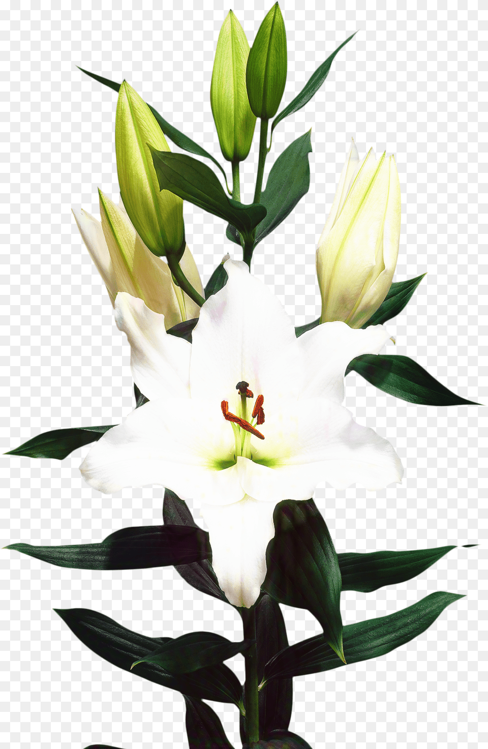 Madonna Lily Cut Flowers Floristry Bulb Download Madonna Lily, Flower, Plant, Petal Free Png