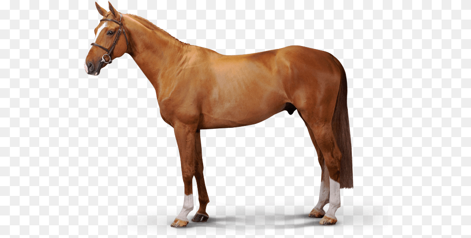 Maestro Van Het Binnenveld, Animal, Horse, Mammal, Colt Horse Png