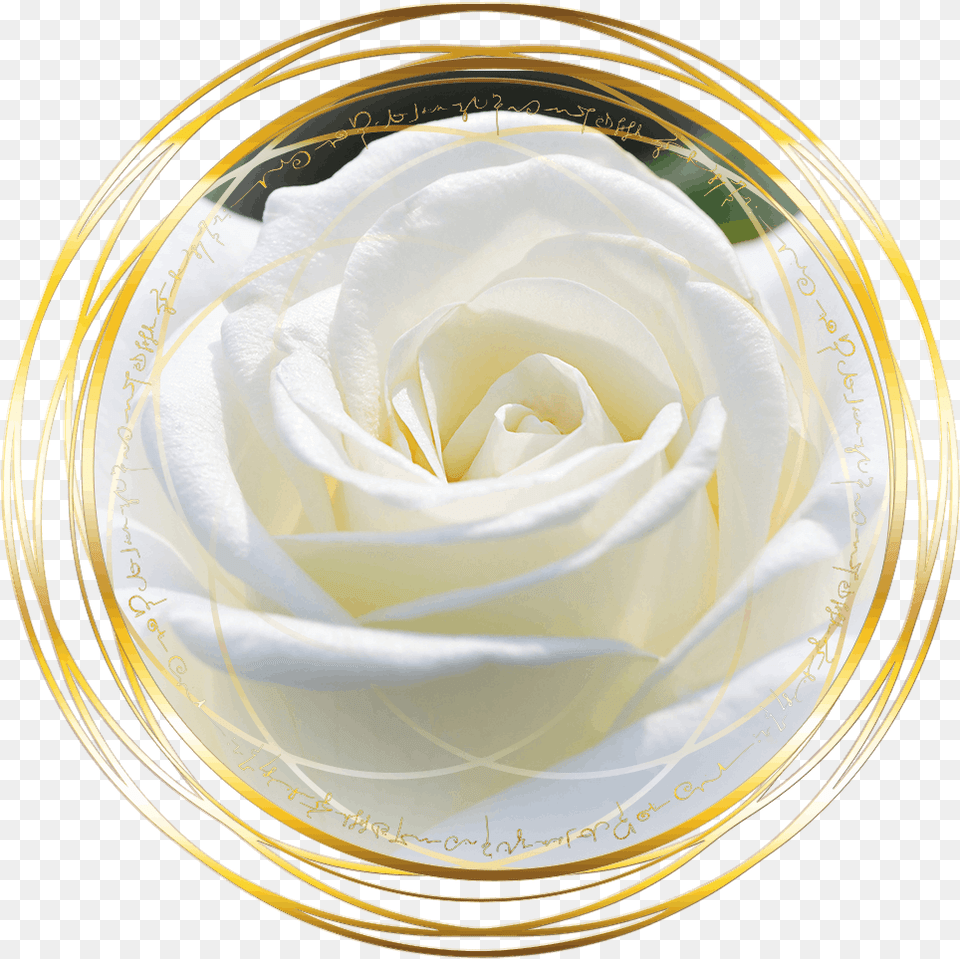 Magdalena Of The Rose Red Transmission The Rose White Pics Of Flowers, Flower, Petal, Plant, Cream Free Png
