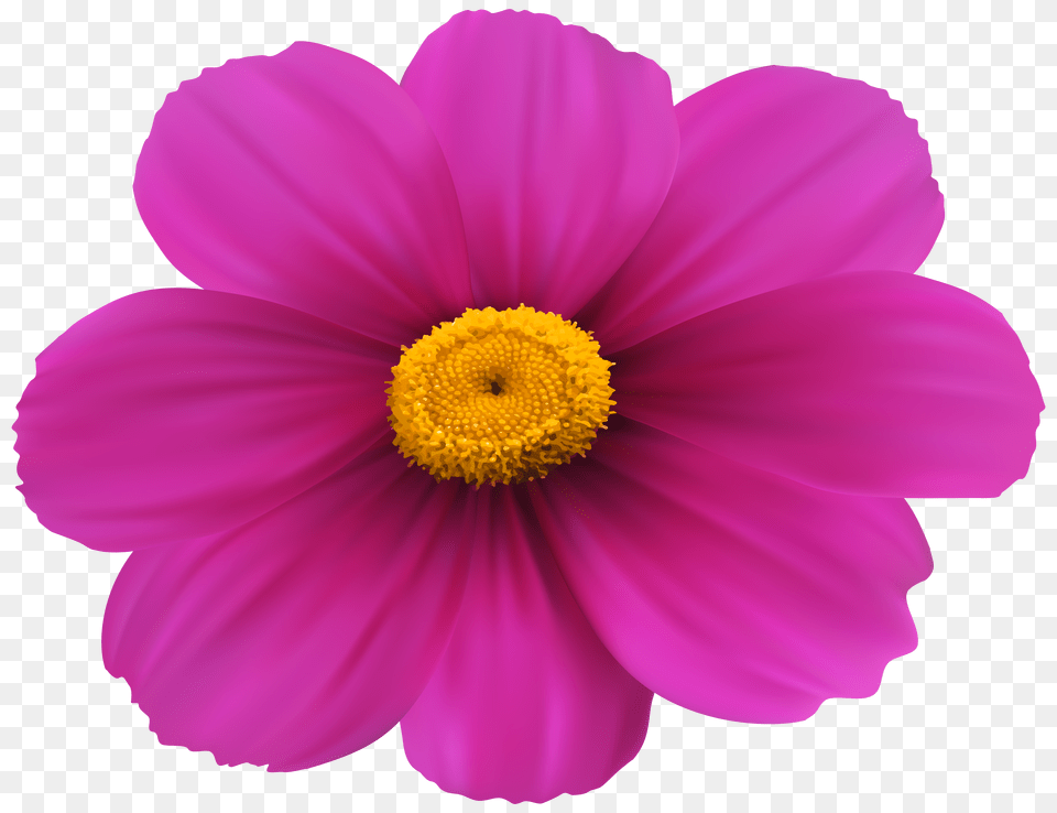 Magenta Flower Transparent Clip Art Free Png Download