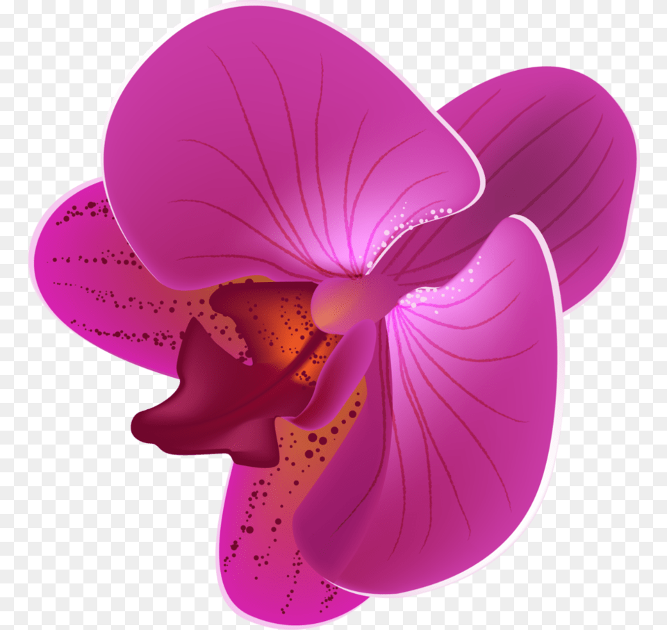 Magenta Orchid Flower Orchid Flower Vector, Plant, Petal Png Image