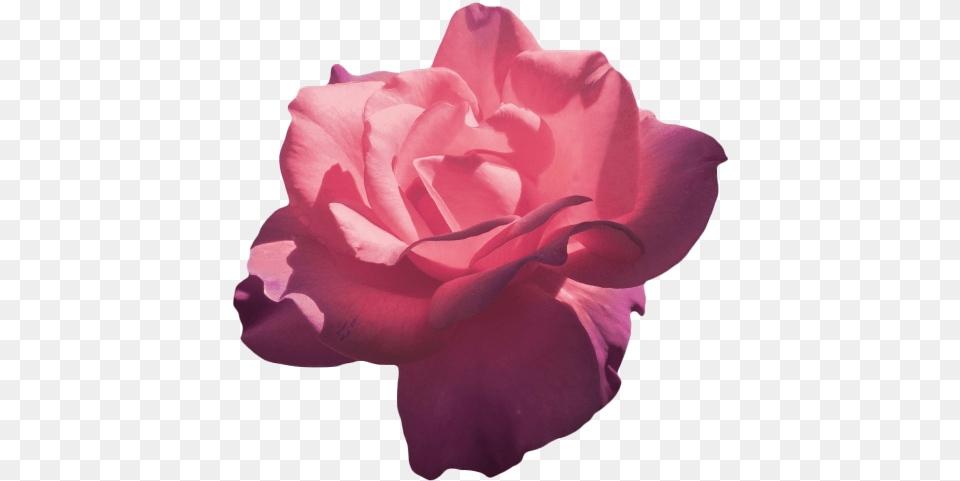 Magenta Roses Flower Aesthetic, Petal, Plant, Rose, Carnation Free Png Download