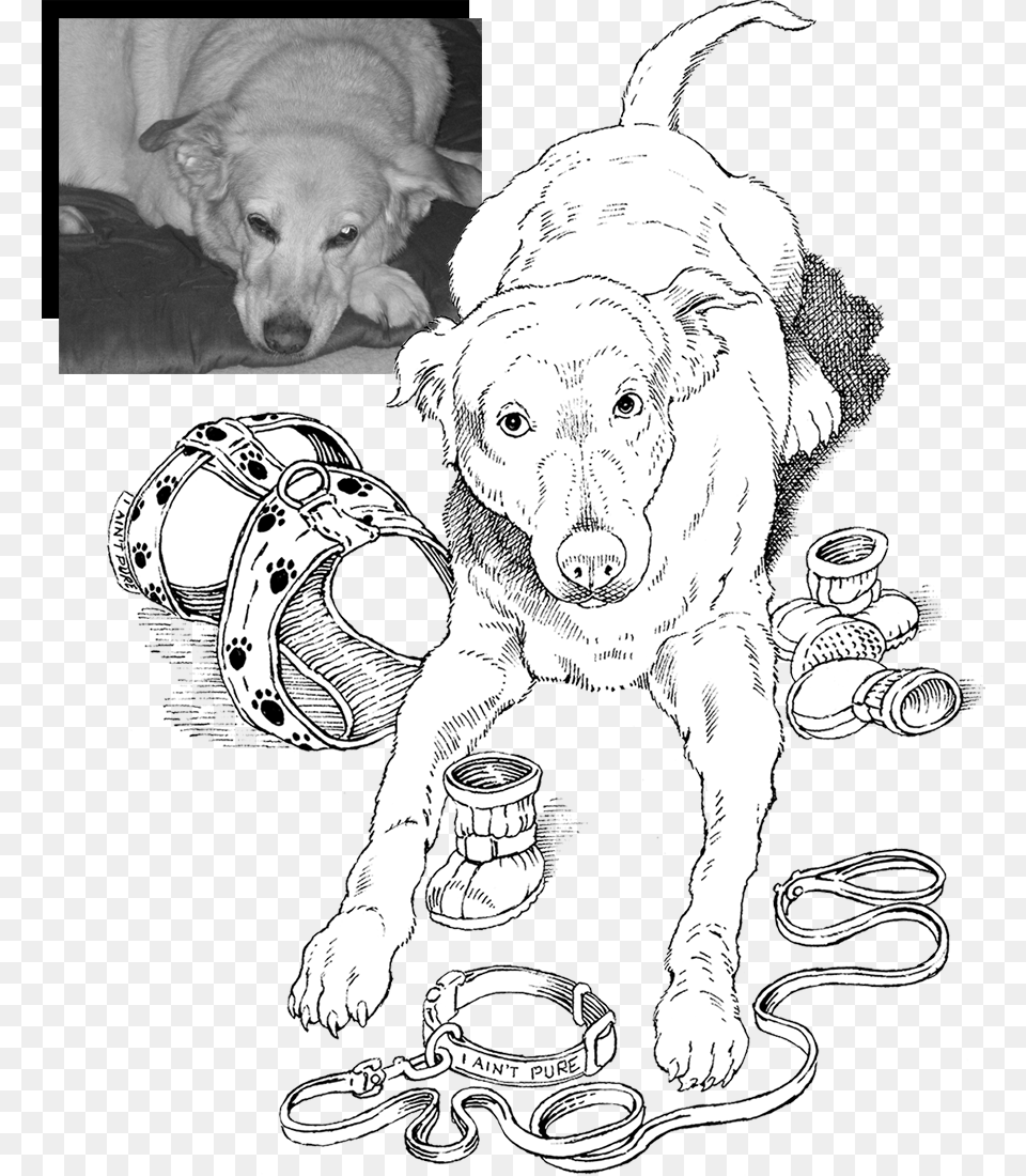 Maggie Collage Line Art, Animal, Canine, Dog, Mammal Png