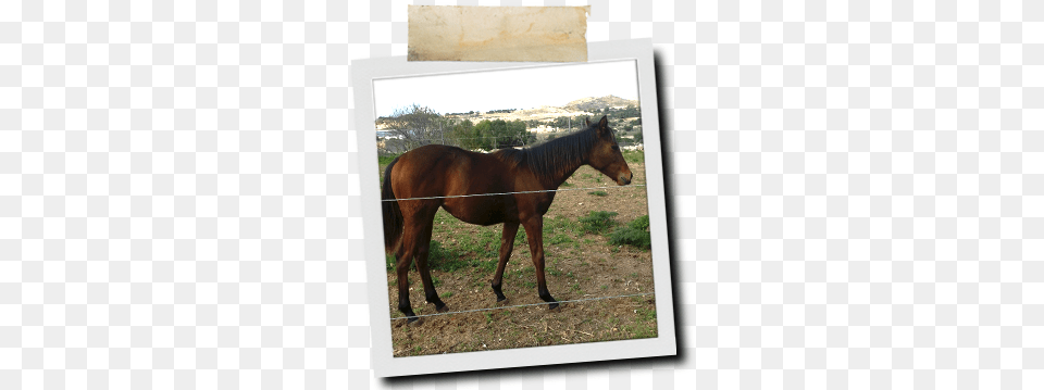 Maggie Foal, Animal, Colt Horse, Horse, Mammal Png Image