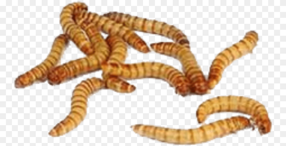 Maggot Meal Worm, Animal, Invertebrate, Insect Png Image