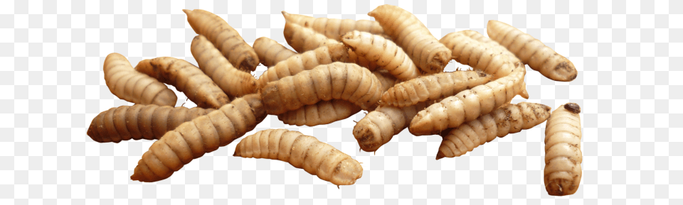 Maggots, Animal, Insect, Invertebrate, Worm Free Png
