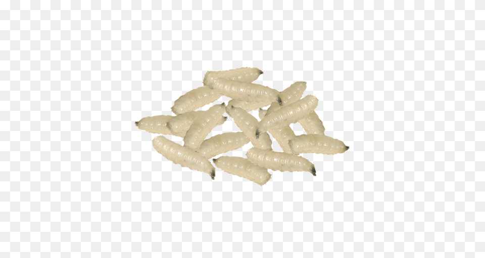 Maggots, Animal, Insect, Invertebrate, Termite Free Transparent Png