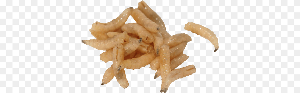 Maggots, Food, Fries, Animal, Reptile Free Png