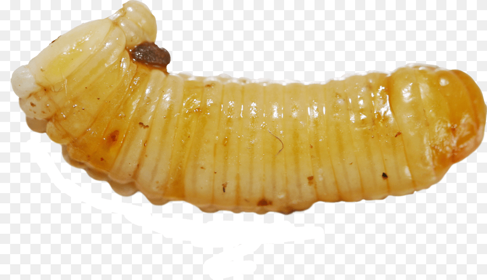 Maggots, Animal, Invertebrate, Worm, Insect Png Image