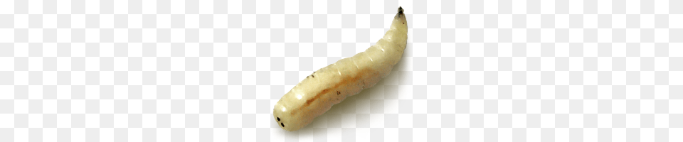 Maggots, Animal, Invertebrate, Worm Free Png