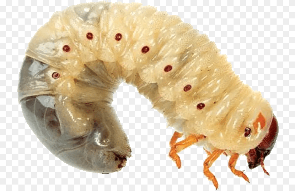 Maggots, Animal, Invertebrate, Worm Free Png