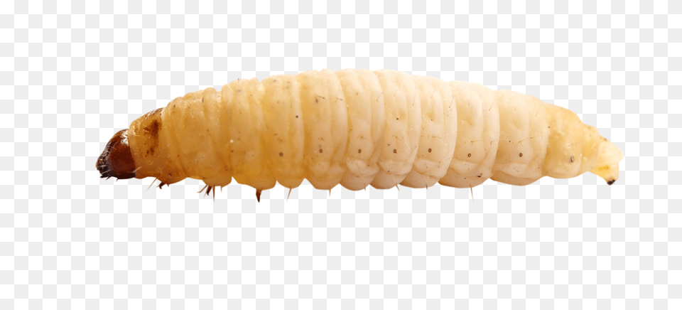 Maggots, Animal, Insect, Invertebrate, Worm Png Image