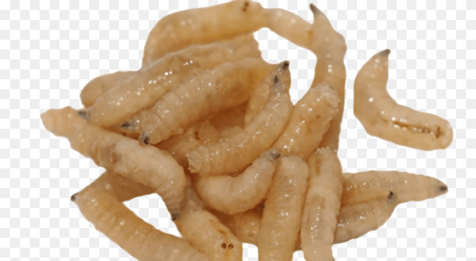 Maggots, Animal, Invertebrate, Worm Free Transparent Png