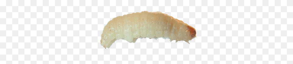 Maggots, Animal, Invertebrate, Worm, Bread Free Transparent Png