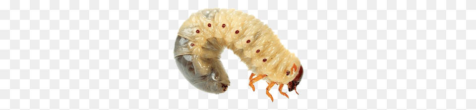 Maggots, Animal, Insect, Invertebrate, Worm Png