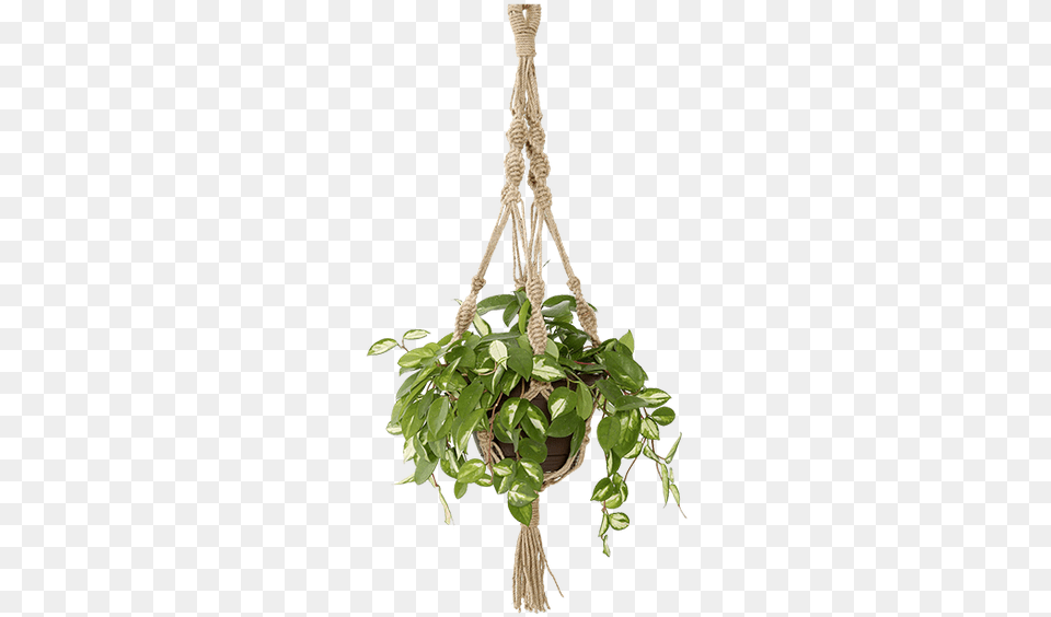 Magical Thinking Hand Hanging Basket, Jar, Plant, Planter, Potted Plant Free Png Download