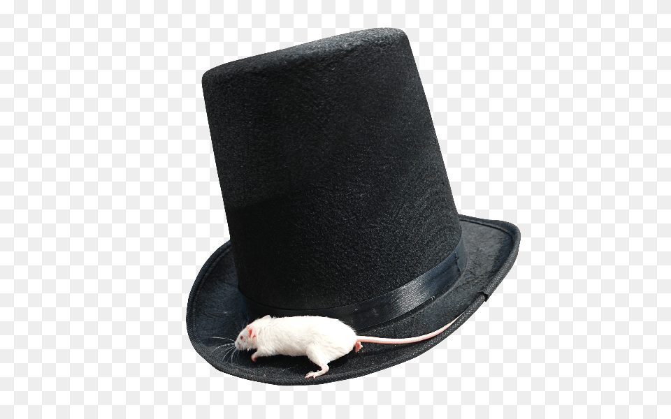 Magician Top Hat With White Mouse, Clothing, Animal, Mammal, Rat Png