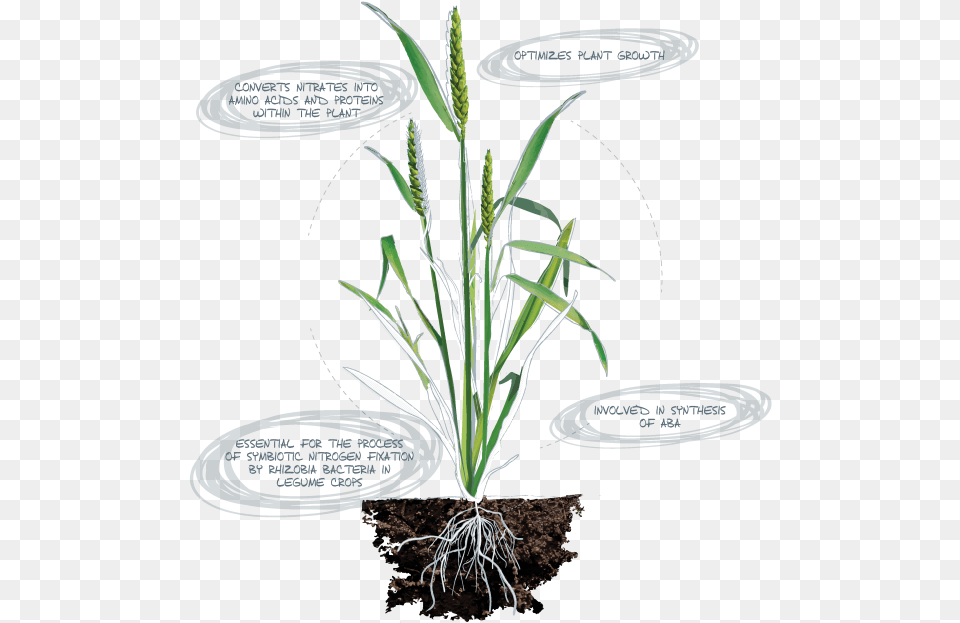 Magnesium In Chlorophyll And Phosphorus In Atp, Grass, Plant, Agropyron, Soil Png Image