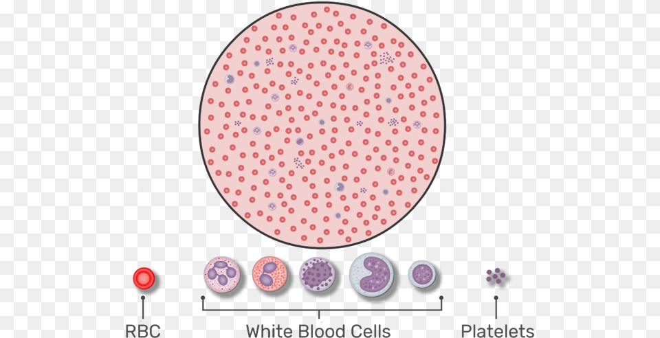 Magnified View Of A Drop Of Blood Containing Wbcs Many Red Blood Cells Are In One Drop Of Blood, Disk, Face, Head, Person Png
