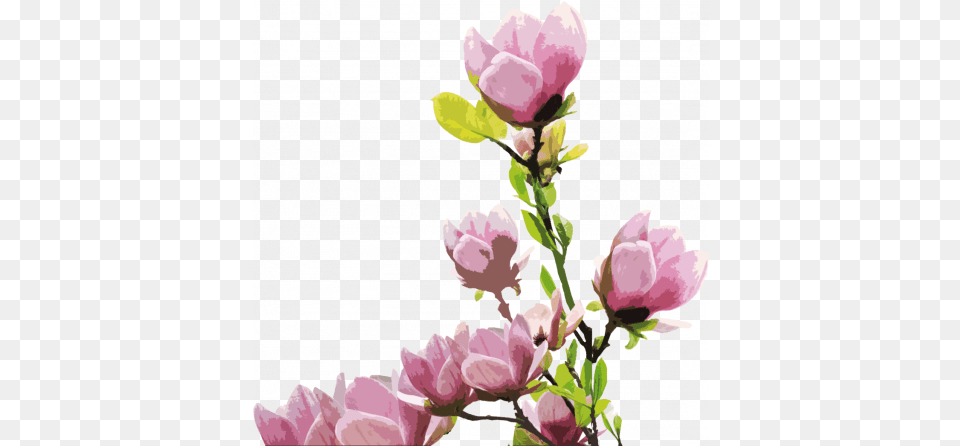 Magnolia 2 Stock Photography, Flower, Petal, Plant, Rose Png Image