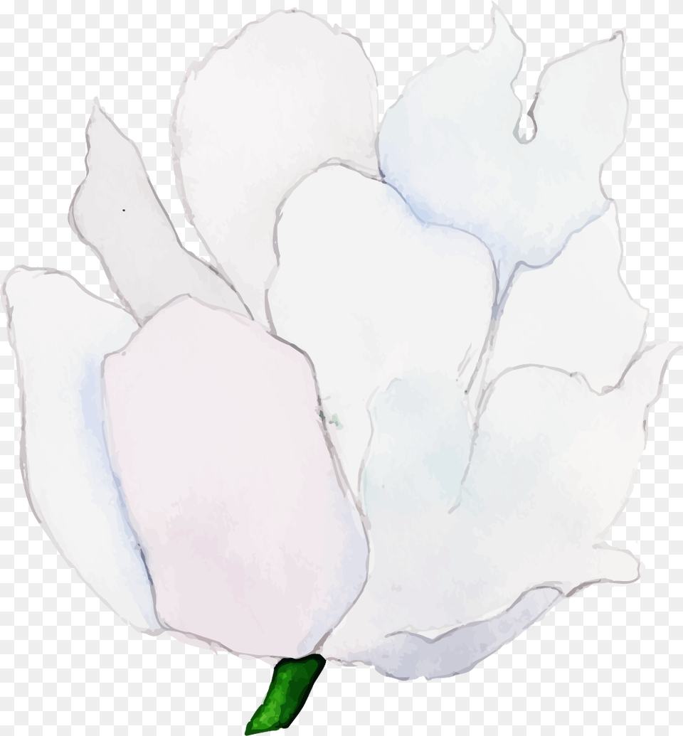 Magnolia, Flower, Petal, Plant, Rose Png Image
