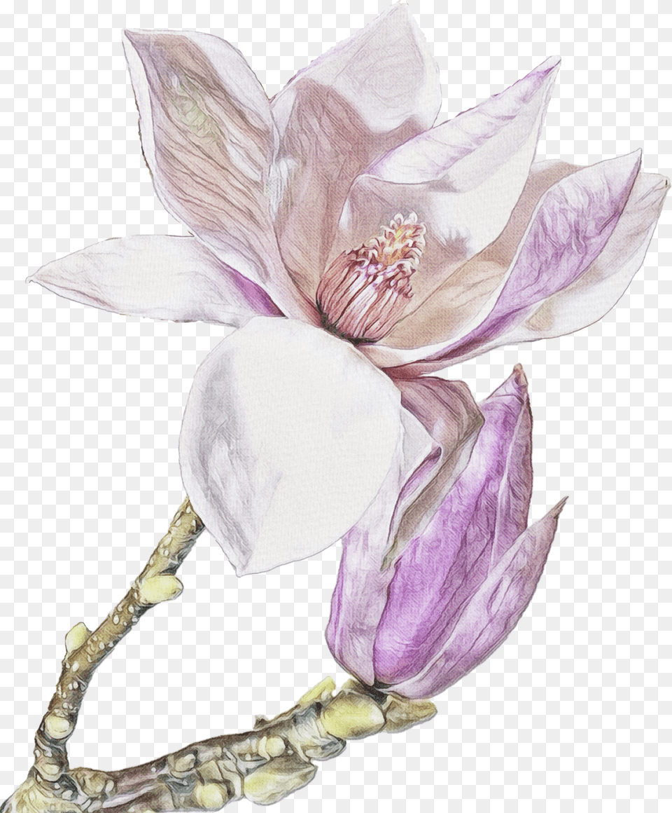 Magnolia, Flower, Petal, Plant, Rose Free Png Download