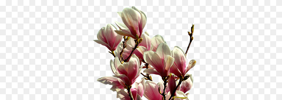 Magnolia Flower, Geranium, Petal, Plant Png
