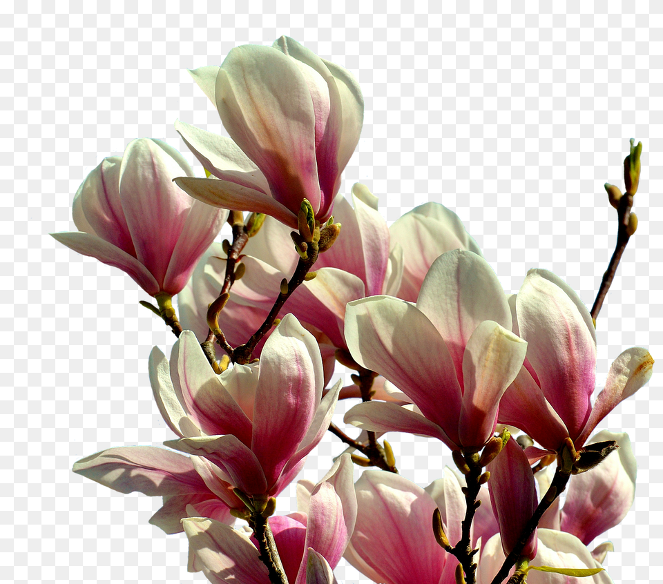Magnolia Flower, Geranium, Petal, Plant Free Png Download