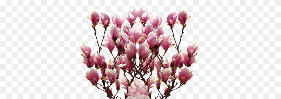 Magnolia Bud, Flower, Petal, Plant Free Png