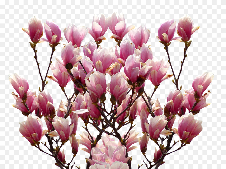 Magnolia Flower, Petal, Plant, Flower Arrangement Free Png Download