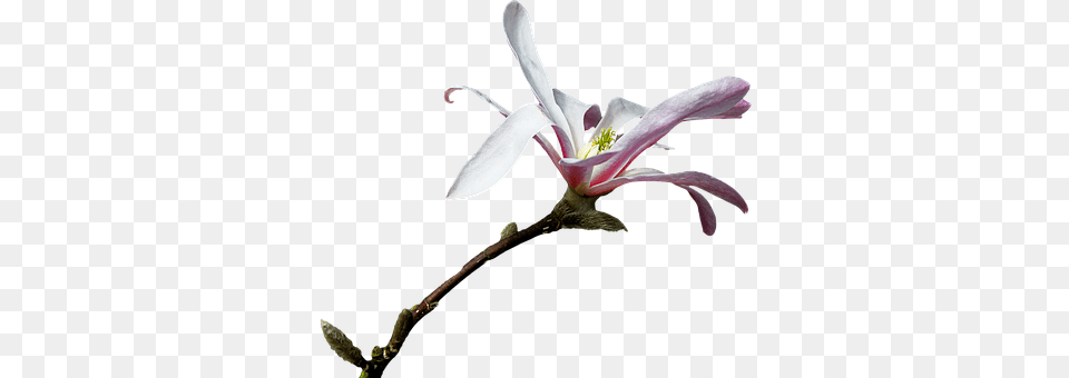 Magnolia Flower, Plant, Acanthaceae, Petal Free Transparent Png