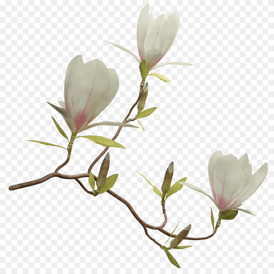 Magnolia, Acanthaceae, Flower, Petal, Plant Png