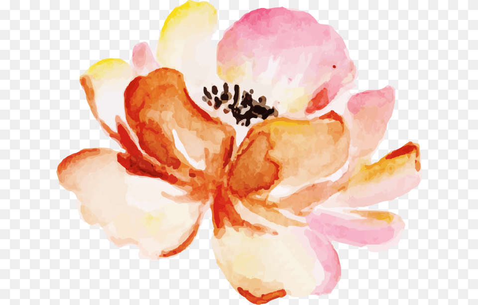 Magnolia, Flower, Petal, Plant, Anther Png Image