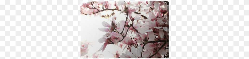 Magnolia, Flower, Plant, Cherry Blossom, Petal Free Png