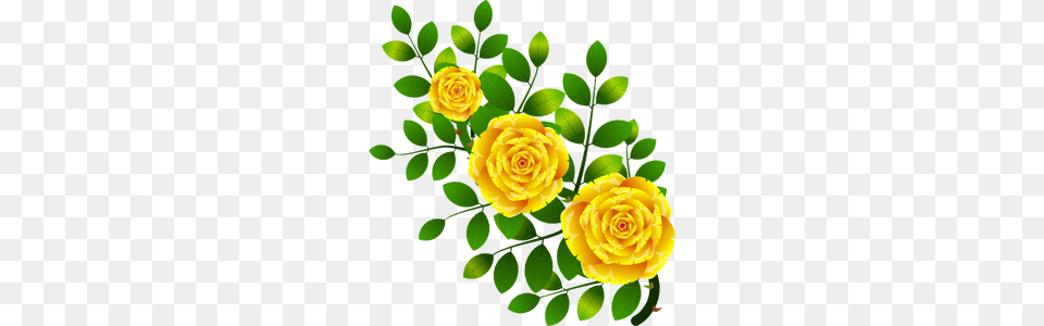 Magnolia Blossom Clip Art, Plant, Pattern, Graphics, Rose Free Transparent Png